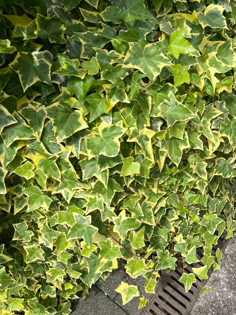 Efeu — Bild 4