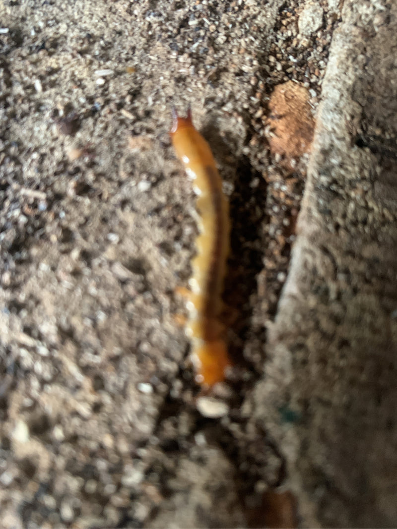 Gemeiner Erdläufer — Bild 5