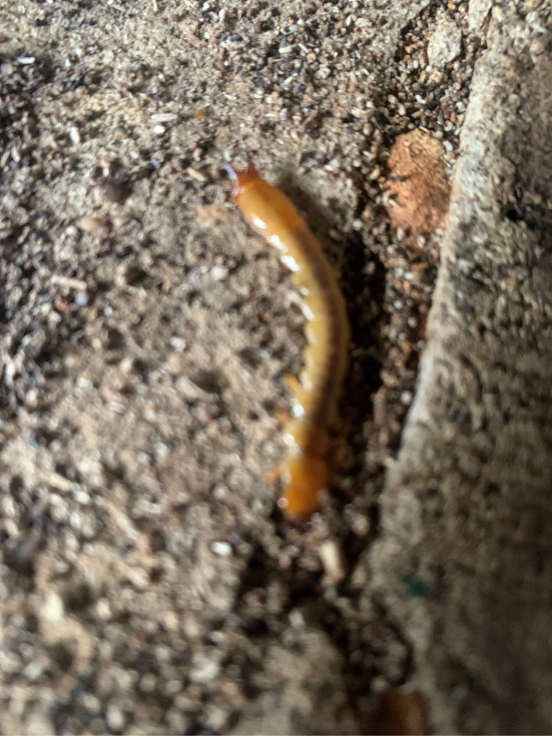Gemeiner Erdläufer — Bild 4
