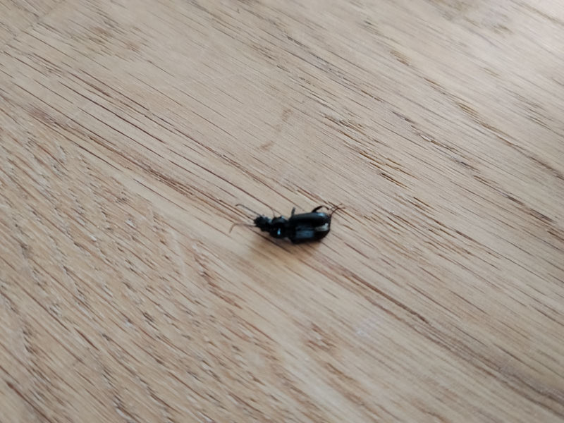 Gemeiner Grabkäfer — Bild 2