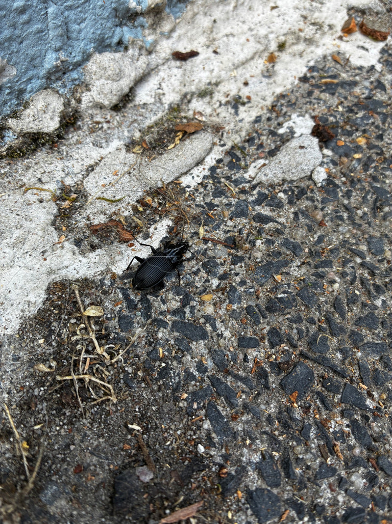 Gemeiner Grabkäfer — Bild 1