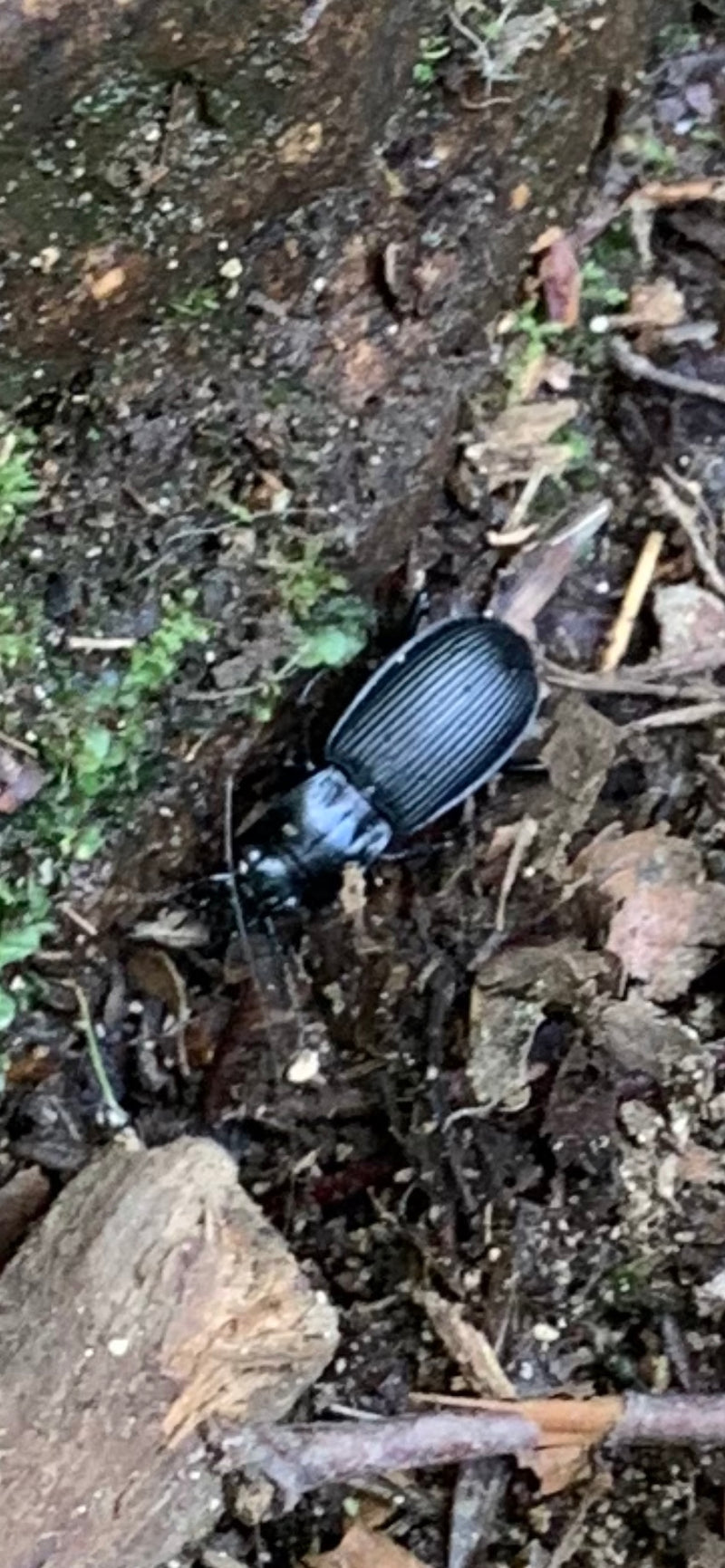 Gemeiner Grabkäfer — Bild 3