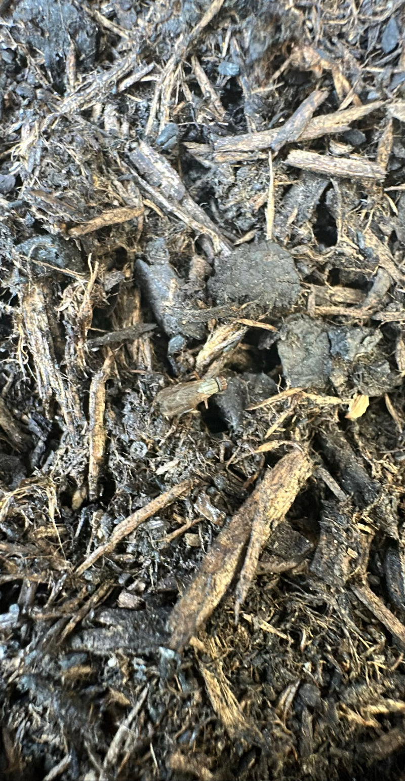 Gemeiner Köpfchenschimmel — Bild 1