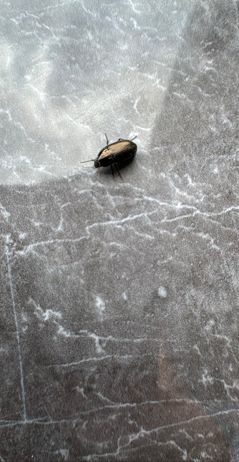 Gemeiner Sonnenkäfer — Bild 1