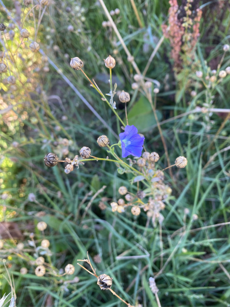 Eine blühende Flachspflanze mit einer blauen Blüte und zahlreichen reifen Samenkapseln auf einer Wiese.