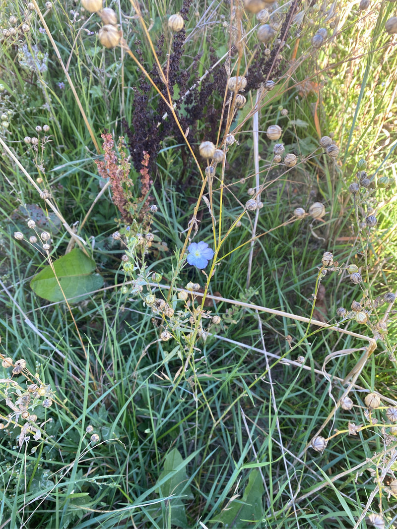 Eine blühende Flachspflanze mit einer einzelnen hellblauen Blüte und zahlreichen reifenden Samenkapseln inmitten einer Wiese.