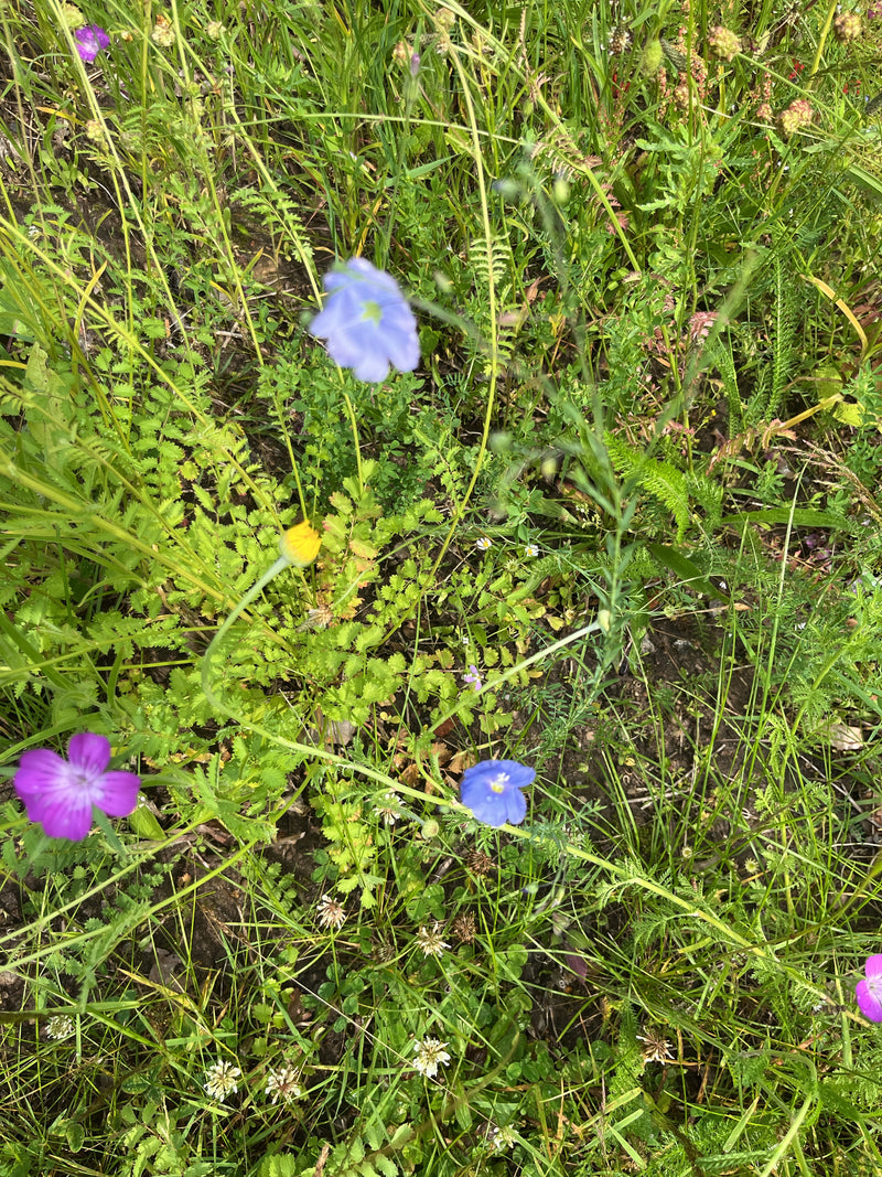 Flachs — Bild 1