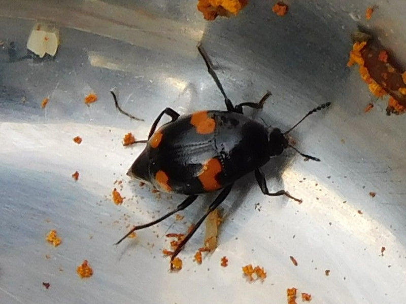 Gemeiner Pilzkäfer — Bild 1 von 1