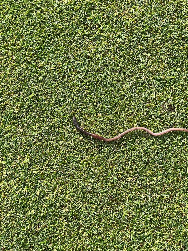 Gemeiner Regenwurm — Bild 3