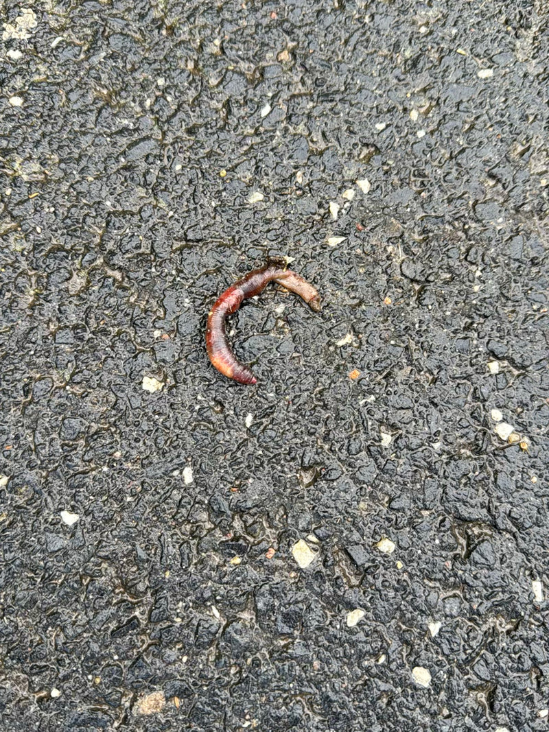 Gemeiner Regenwurm — Bild 4