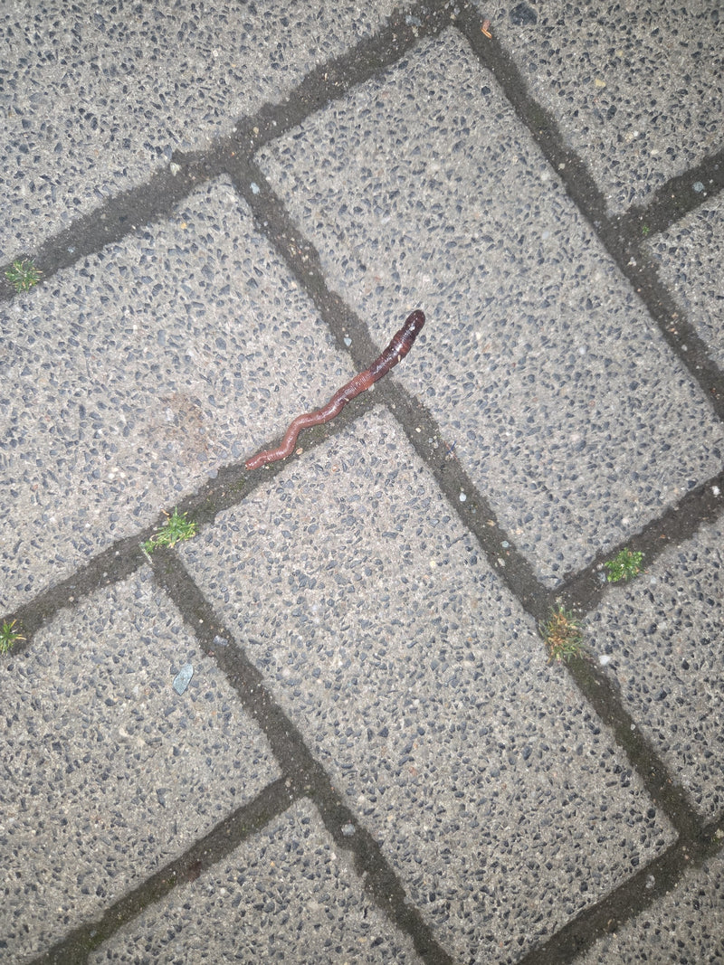 Gemeiner Regenwurm — Bild 1