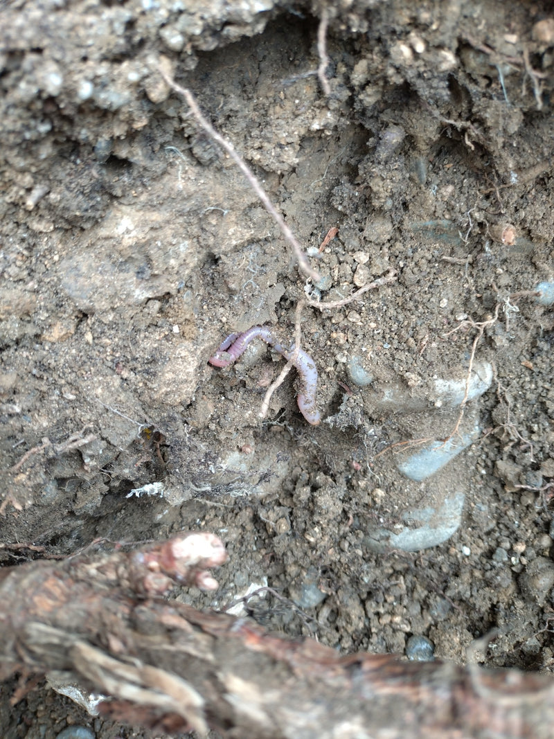 Gemeiner Regenwurm — Bild 5