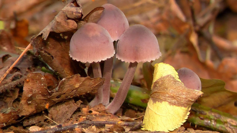 Eine kleine Gruppe von Fruchtkörpern des Gemeinen Rettich-Helmlings wächst zwischen herbstlichem Laub am Waldboden.