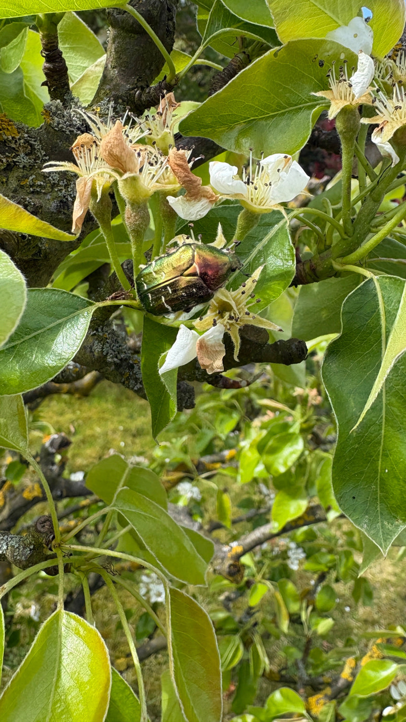 Rosenkäfer — Bild 4