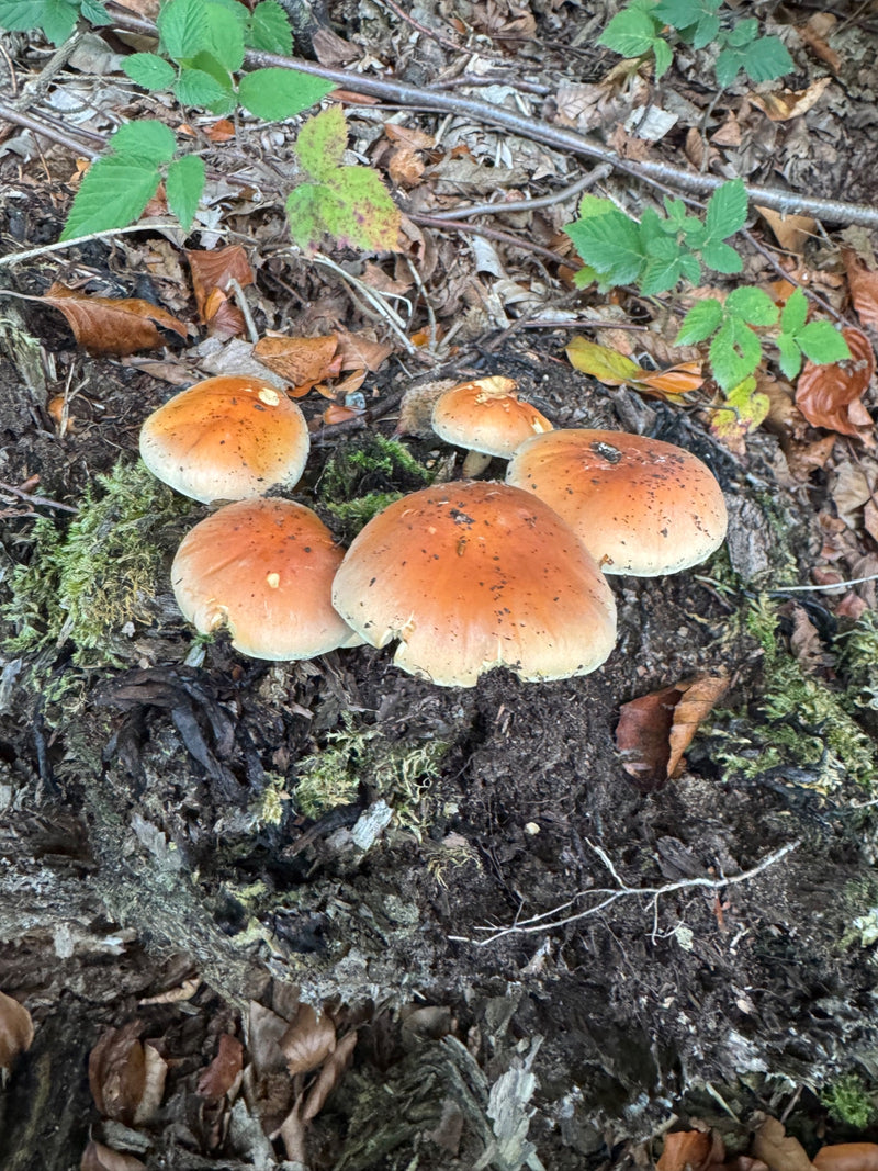 Eine Gruppe von Fruchtkörpern des Gemeinen Schwefelkopfs wächst aus vermoderndem Holz auf dem Waldboden.