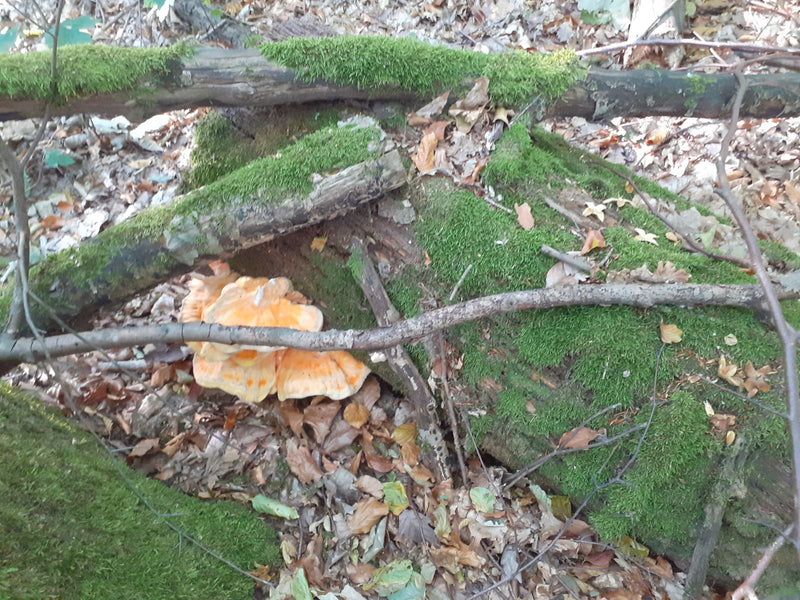 Gemeiner Schwefelporling — Bild 5
