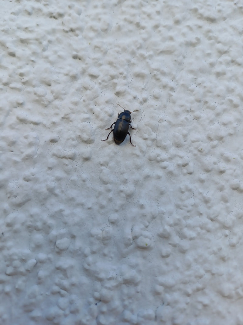Gemeiner Sonnenkäfer — Bild 2