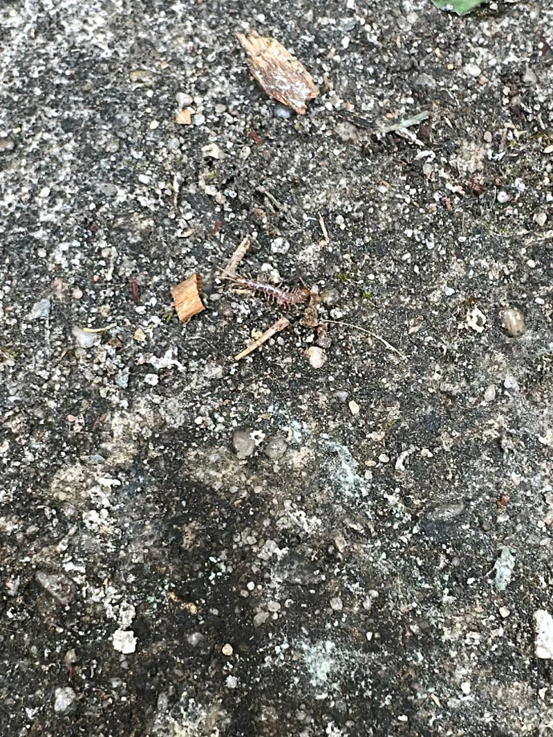 Gemeiner Steinläufer — Bild 2