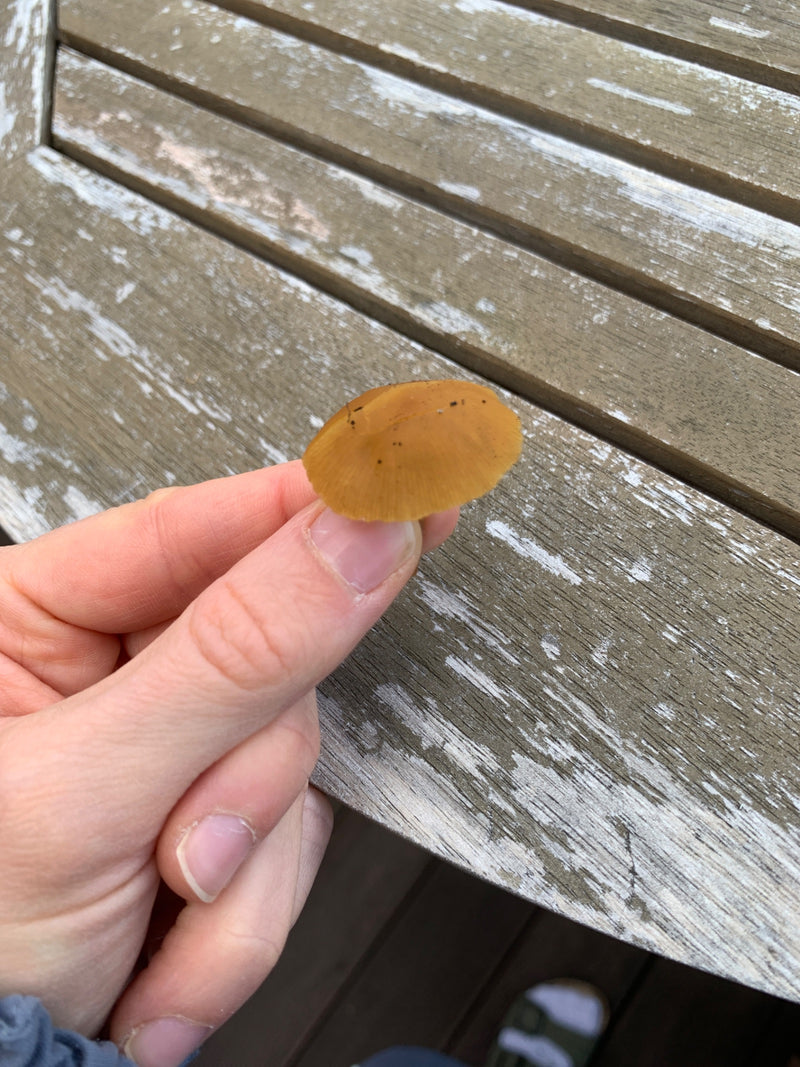 Ein kleiner bräunlicher Pilzhut wird von Fingern über einem Holztisch gehalten.