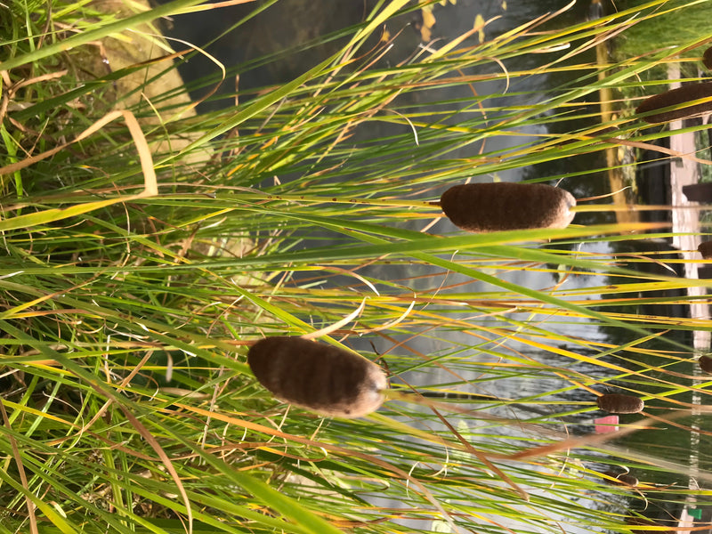 Gemeiner Wasserläufer — Bild 2