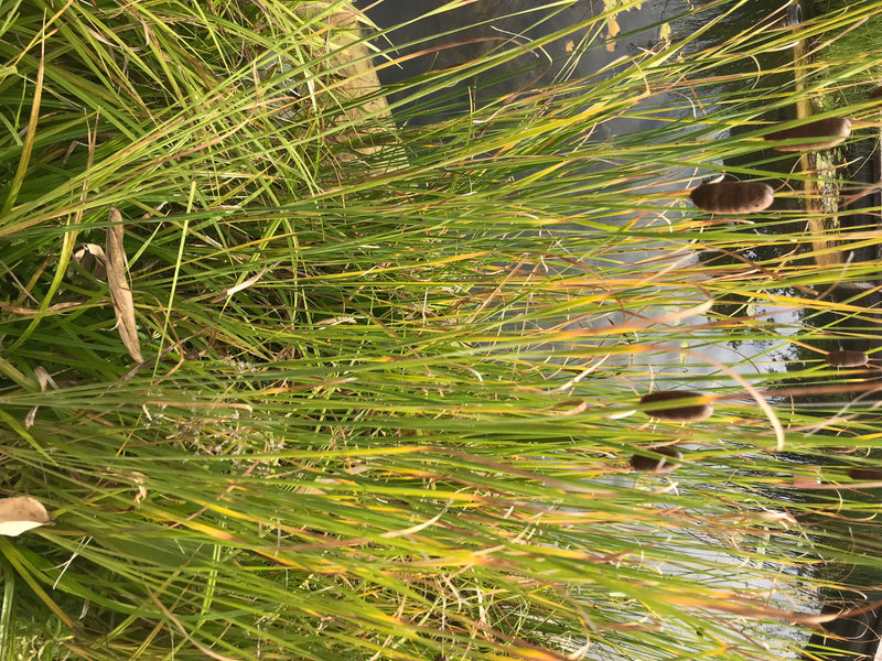 Gemeiner Wasserläufer — Bild 1