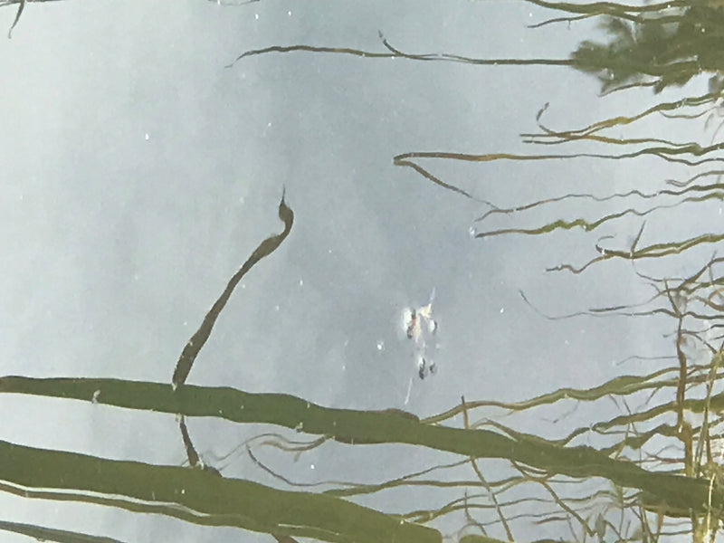 Gemeiner Wasserläufer — Bild 4