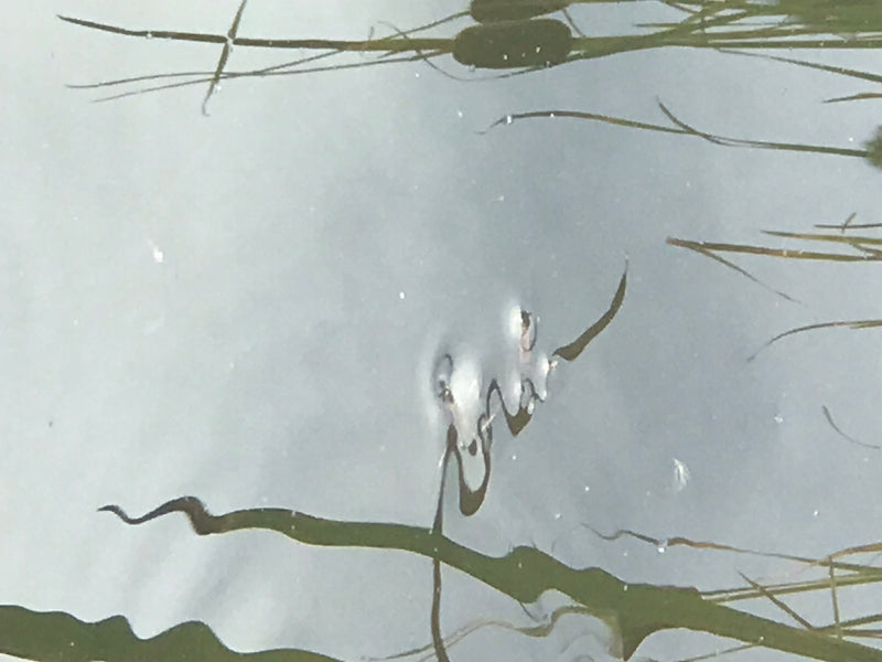 Gemeiner Wasserläufer — Bild 5