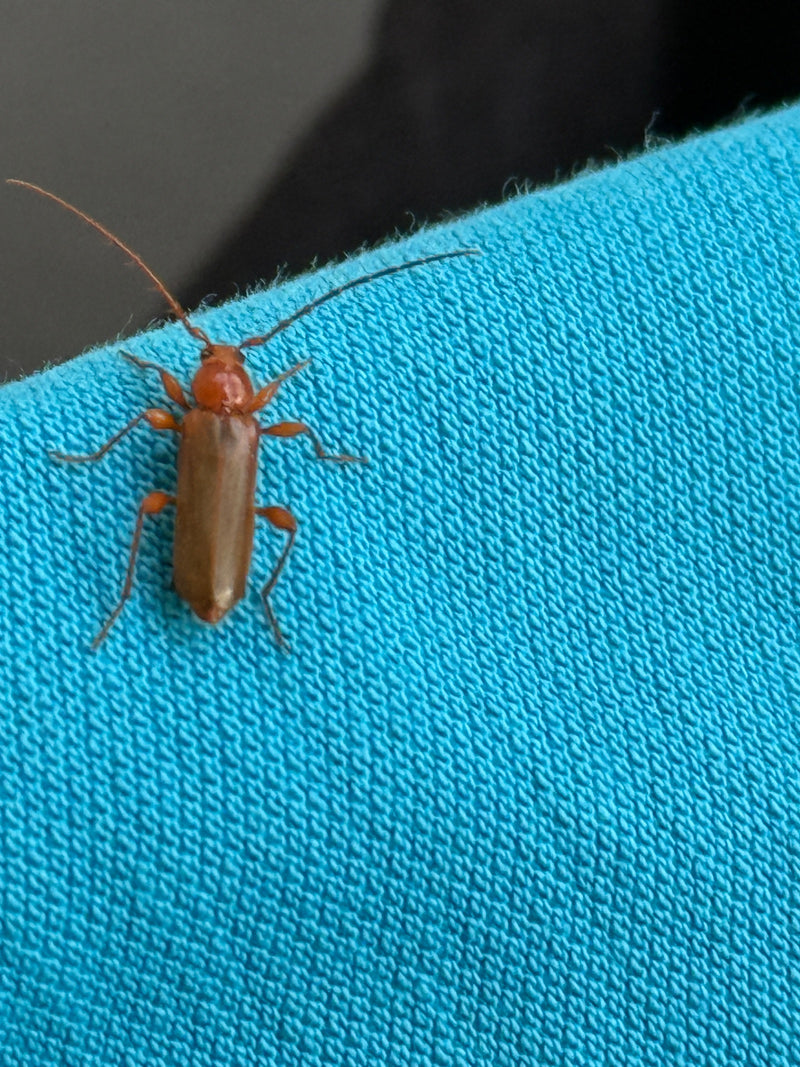 Gemeiner Weichkäfer — Bild 3