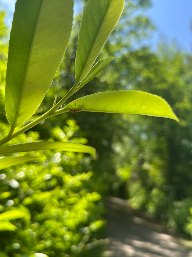 Gemeiner Weichkäfer — Bild 2