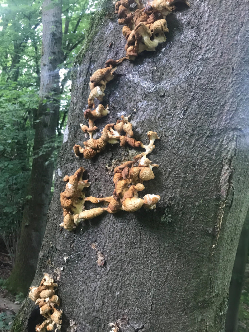 Gemeines Stockschwämmchen — Bild 1