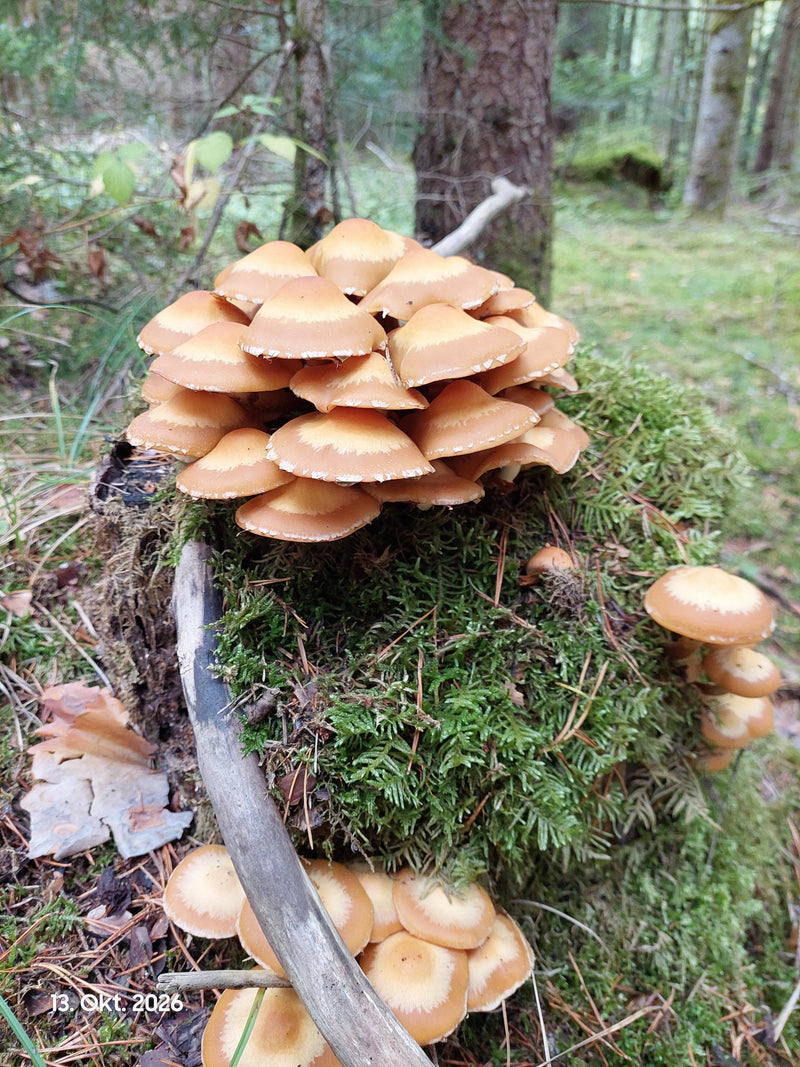 Eine dichte Gruppe von Gemeinen Stockschwämmchen wächst auf einem moosbedeckten Baumstumpf im Wald.