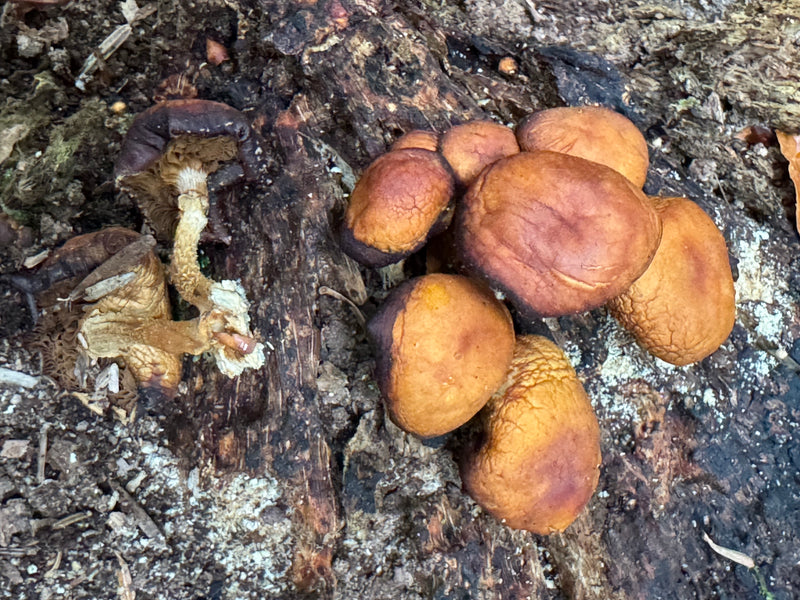 Gemeines Stockschwämmchen — Bild 3 von 12
