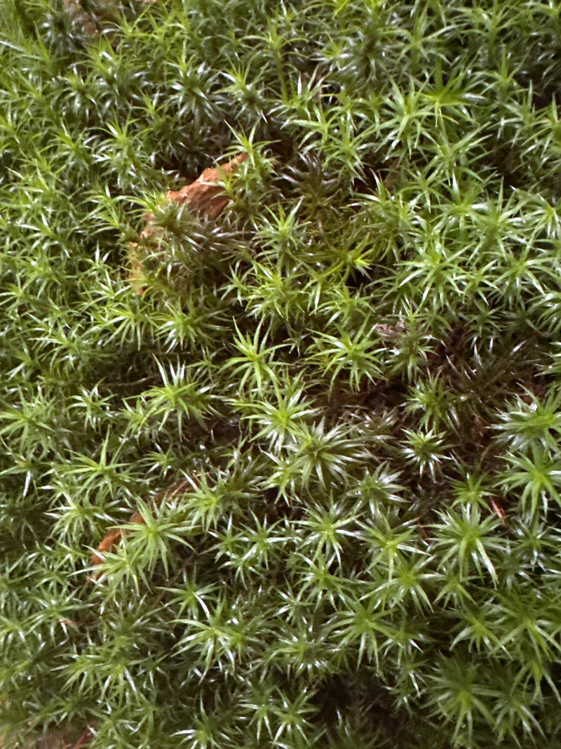 Eine dichte Gruppe von Gemeinem Widertonmoos wächst auf dem Waldboden. Die sternförmig angeordneten, spitzen Blättchen sind im Detail zu sehen.