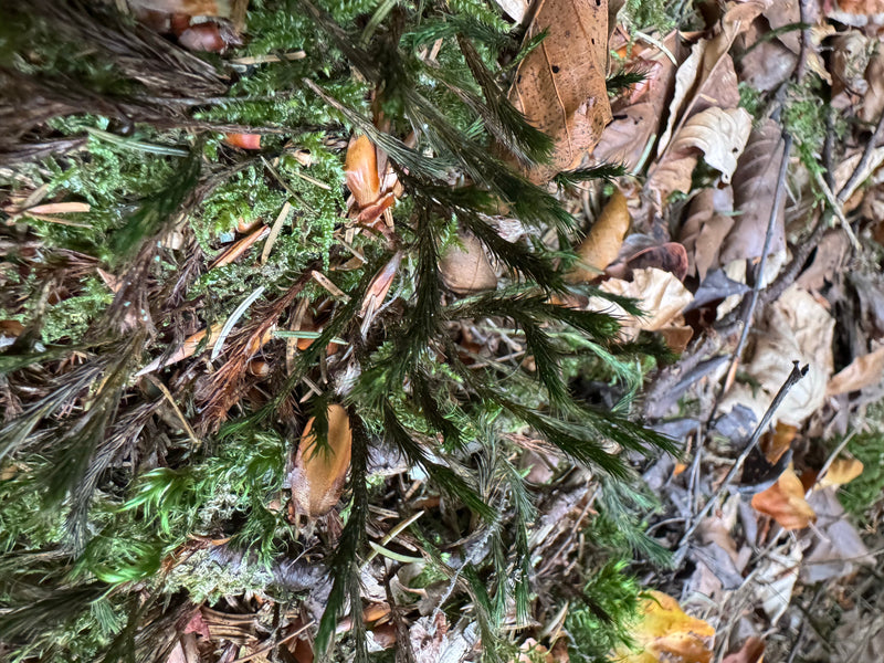 Dunkelgrüne Triebe eines Widertonmooses wachsen am Waldboden inmitten von herabgefallenem Laub und Nadelstreu.