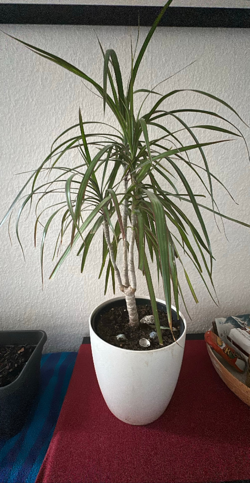 Gerandeter Drachenbaum  Silberkraft