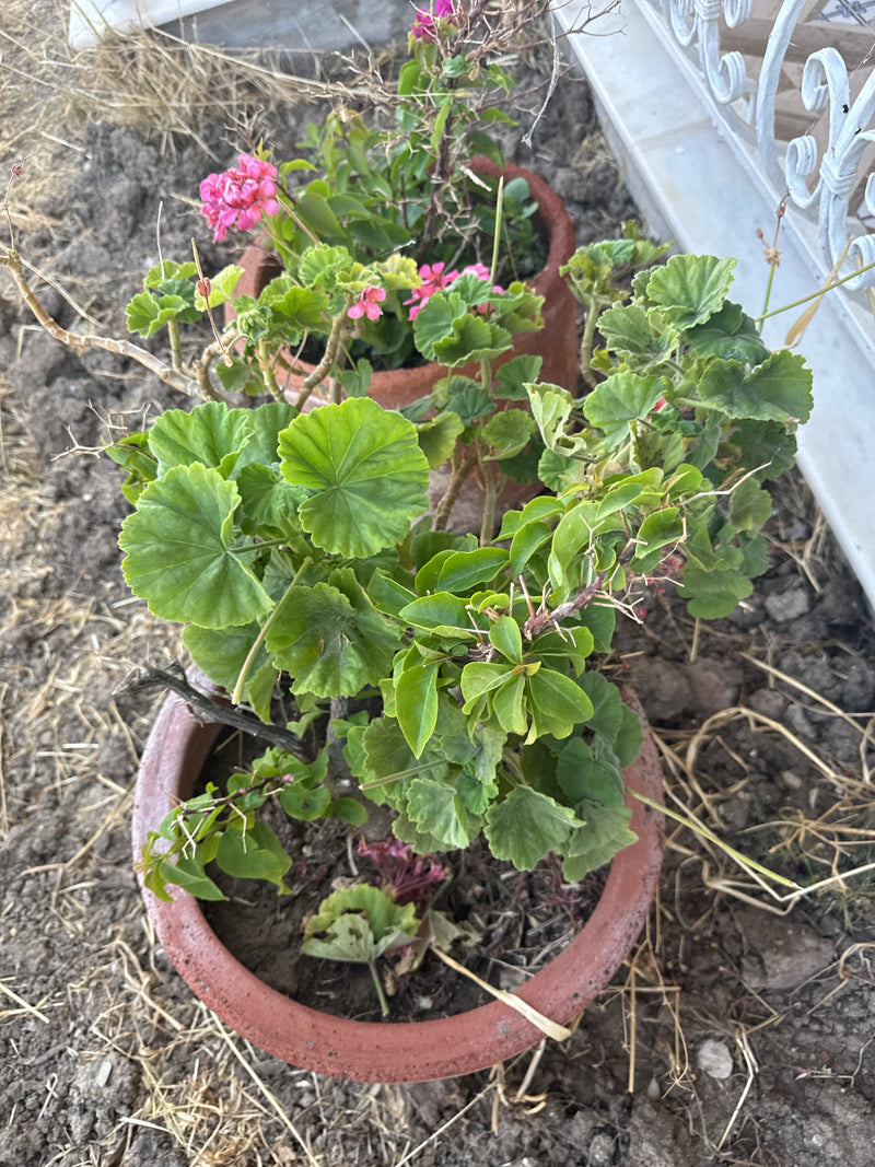 Geranie — Bild 3
