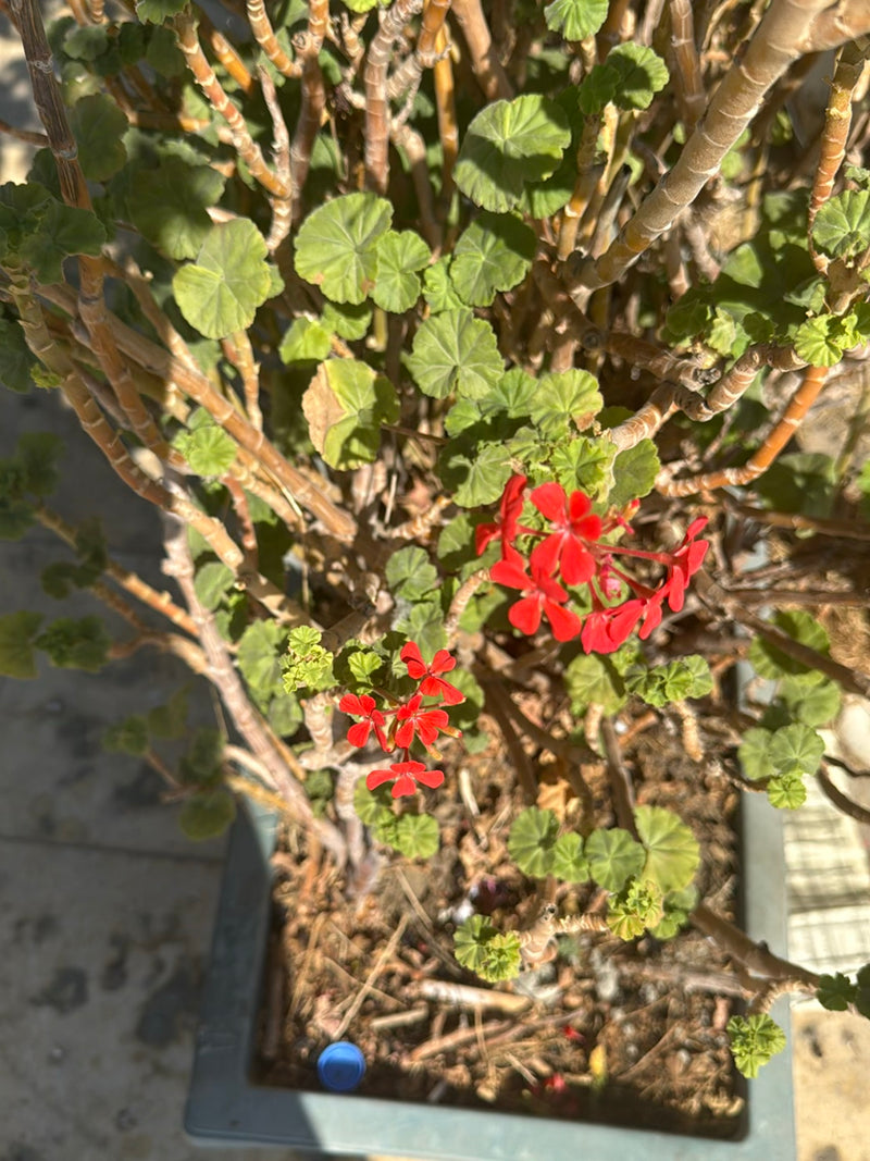 Auf dem Bild ist eine Geranie in einem Pflanzkübel zu sehen. Die Pflanze zeigt ihre typischen runden Blätter und leuchtend rote Blüten.