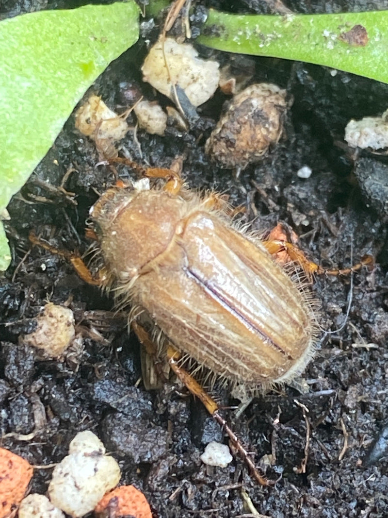 Junikäfer — Bild 4