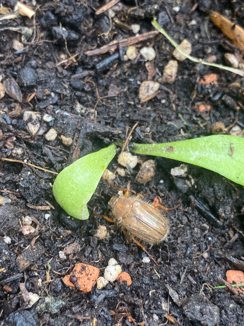 Junikäfer — Bild 3
