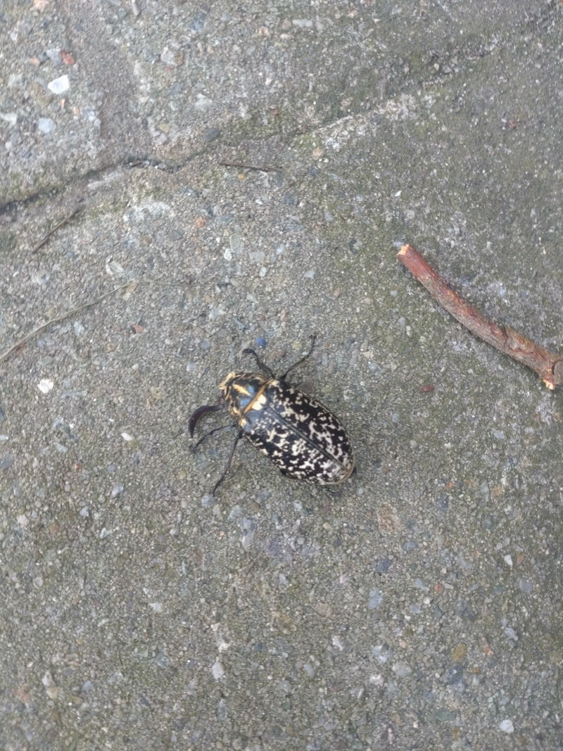 Gerippter Brachkäfer — Bild 2