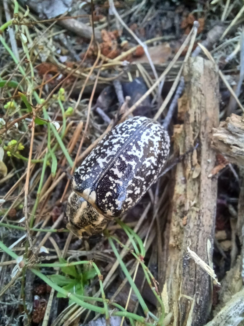 Gerippter Brachkäfer — Bild 1