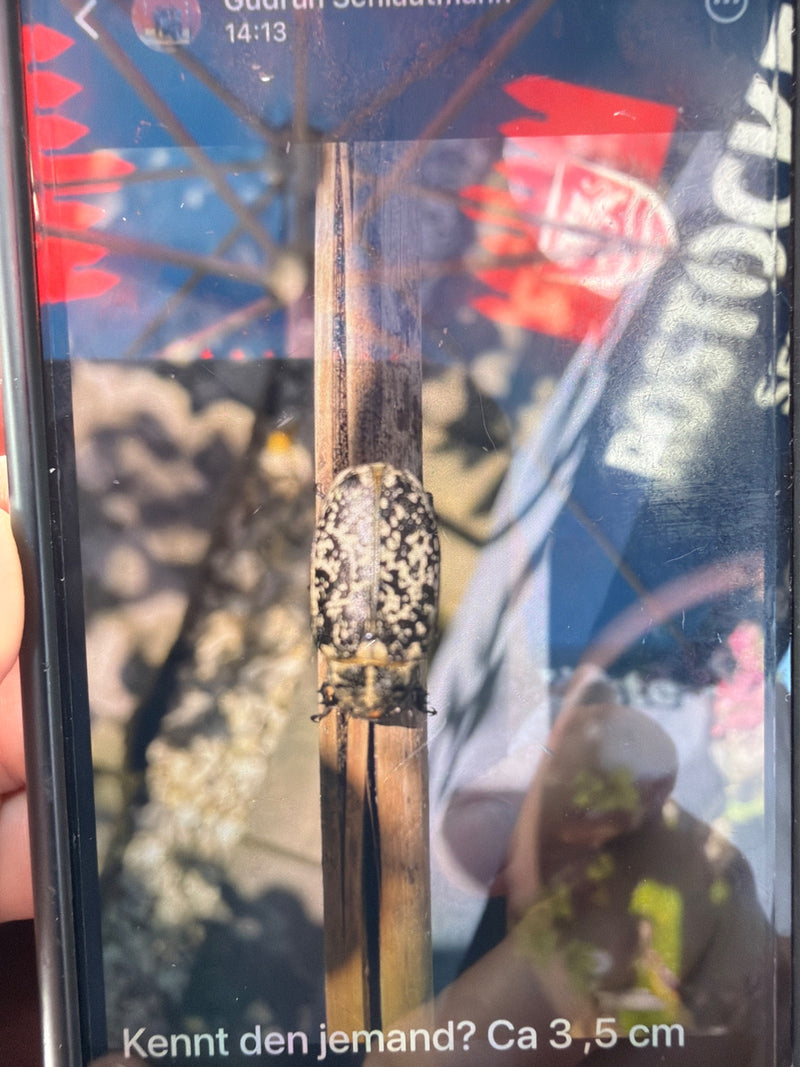 Gerippter Brachkäfer — Bild 3