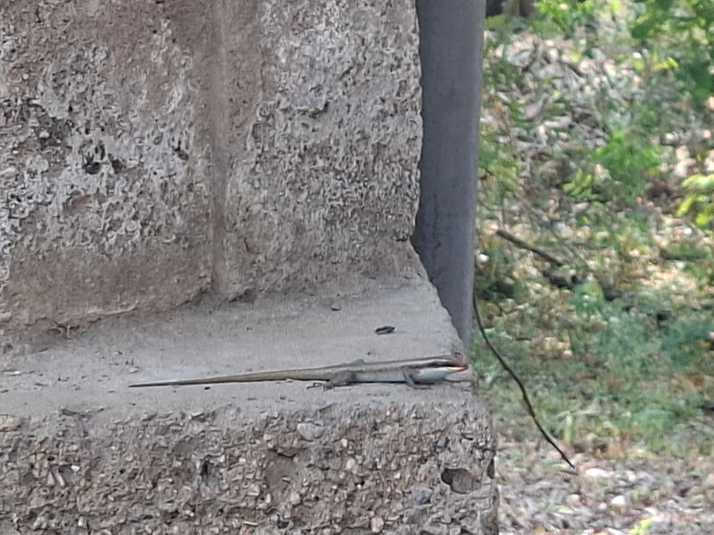 Gestreifter Skink — Bild 1 von 1