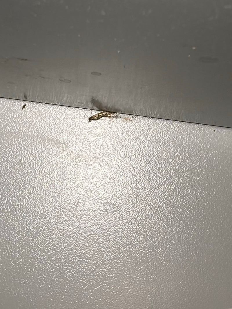 Getreide-Blüten-Thrips — Bild 1