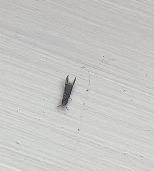 Getreide-Blüten-Thrips — Bild 3