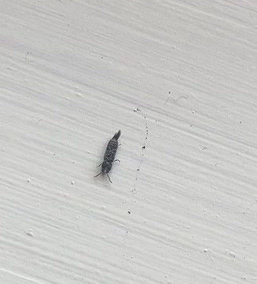 Getreide-Blüten-Thrips — Bild 4
