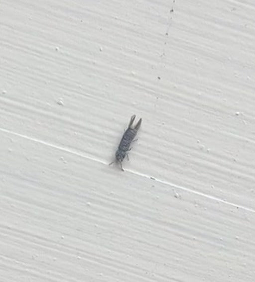 Getreide-Blüten-Thrips — Bild 5