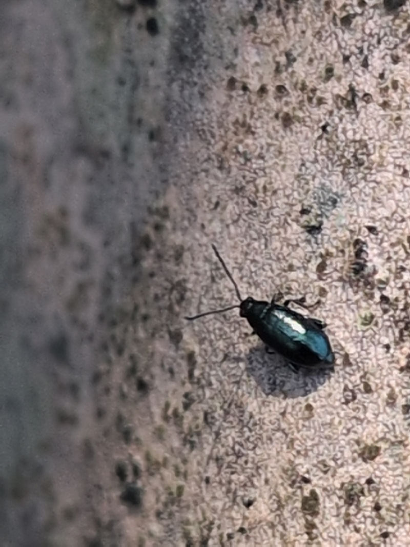 Getreidehähnchen — Bild 1