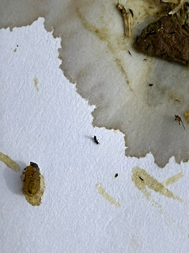 Getreideplattkäfer — Bild 2