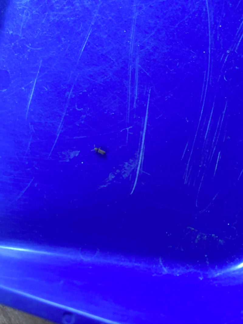 Getreideplattkäfer — Bild 5